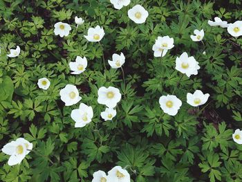 High angle view of white flowers blooming in park