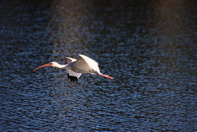 White ibis bird flying over blue water