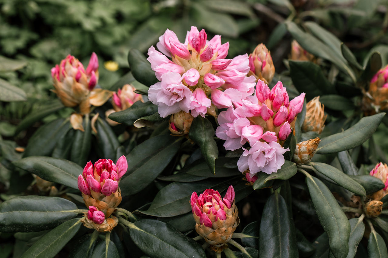 flower, plant, flowering plant, beauty in nature, pink, freshness, nature, plant part, leaf, close-up, shrub, growth, no people, blossom, flower head, petal, botany, inflorescence, fragility, outdoors, green, multi colored, springtime, day, focus on foreground