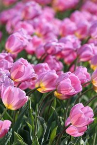 Close-up of pink flowers blooming outdoors