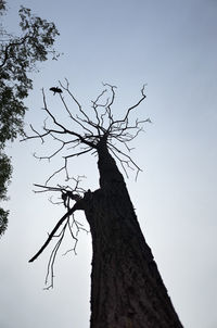 Low angle view of bare tree against sky