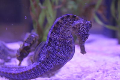 Close-up of fish swimming in sea