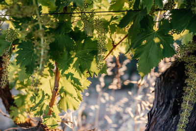 Young blooming cluster of grapes on the grape vine on vineyard against the sun rays
