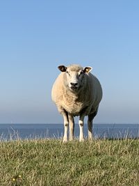 Portrait of sheep on land against sky