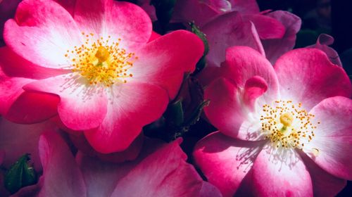 Close-up of pink flower