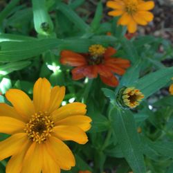 Close-up of yellow flower