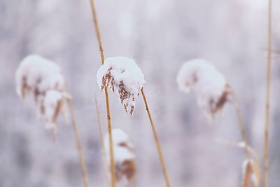 Close-up of plant during winter