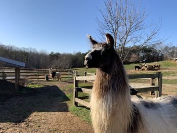 A llama at a farm