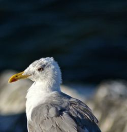 Close-up of seagull