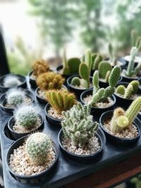 High angle view of potted plants on table