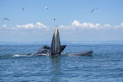 Bryde's whales are swimming for feeding in gulf of thailand 