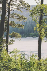 Scenic view of lake in forest