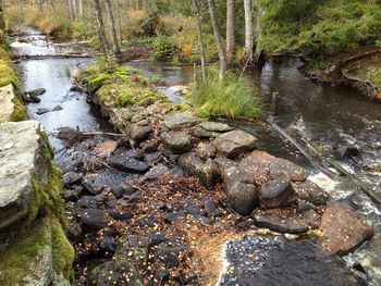 Stream flowing through rocks in forest