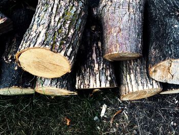 Close-up of tree trunk