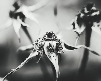 Close-up of flowering plant