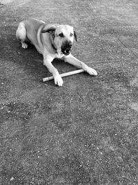 Dog with dog in background