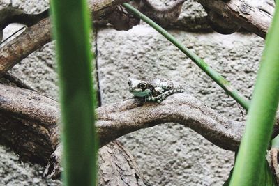 Close-up of frog on plant