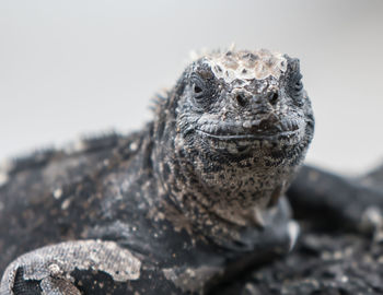 Close-up portrait of a turtle