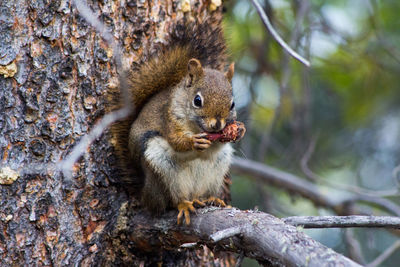 Squirrel on a tree