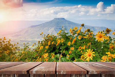 Yellow flowering plants by mountains against sky