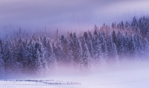 Snow covered trees against sky during winter