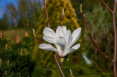 Close-up of white flowering plant