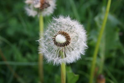 Close-up of dandelion flower