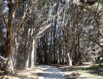 Trees growing in forest