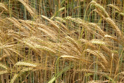 Wheat field