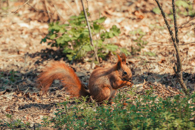 Squirrel on field in forest