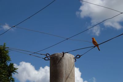 Low angle view of bird perching on cable against sky