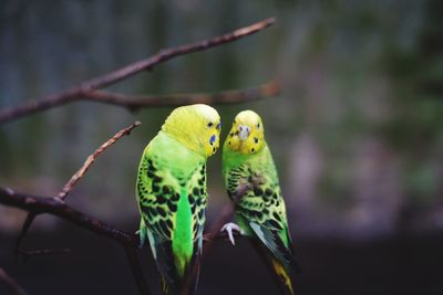 Close-up of parrot perching on branch