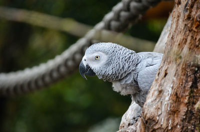 Close-up of eagle perching on tree
