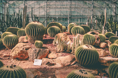 Close-up of succulent plants in greenhouse