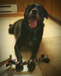 Dog yawning at home