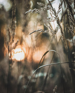 Close-up of stalks against blurred background