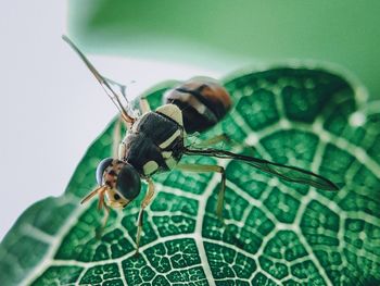 Close-up of insect on leaf