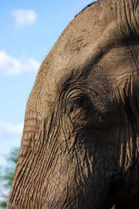 Close-up of elephant eye