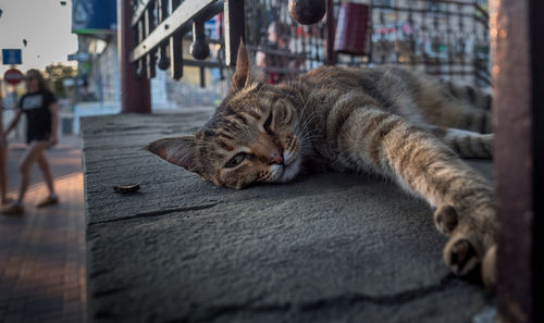 Close-up of cat relaxing on retaining wall