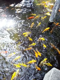 Close-up of koi carps swimming in water