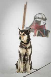 Close-up of dog sitting on snow