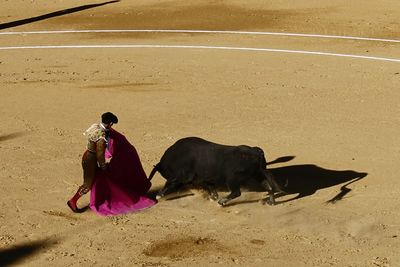 High angle view of bullfighter luring bull