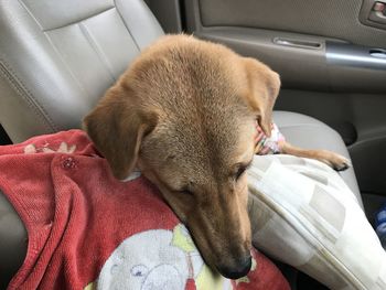 Close-up of dog sleeping in car