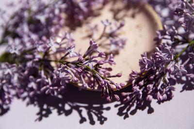 High angle view of purple flowering plant on table