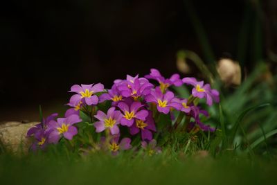 Close-up of flowering plants on field