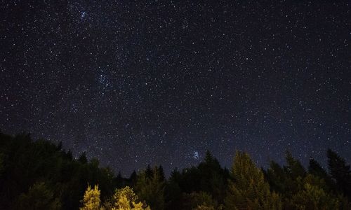 Low angle view of trees against sky at night