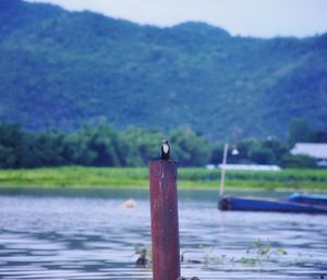 Bird perching on wooden post