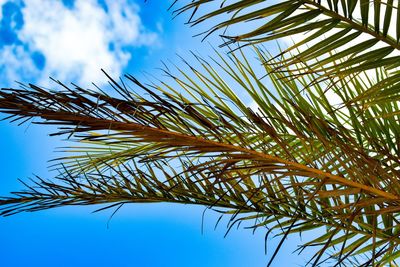 Low angle view of palm tree against blue sky