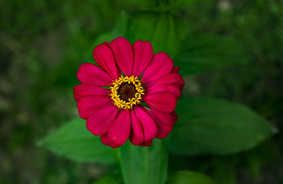 Close-up of red flower