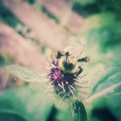 Close-up of bee on flower